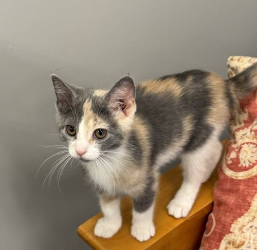 BAMBI - Domestic Short Hair available for adoption