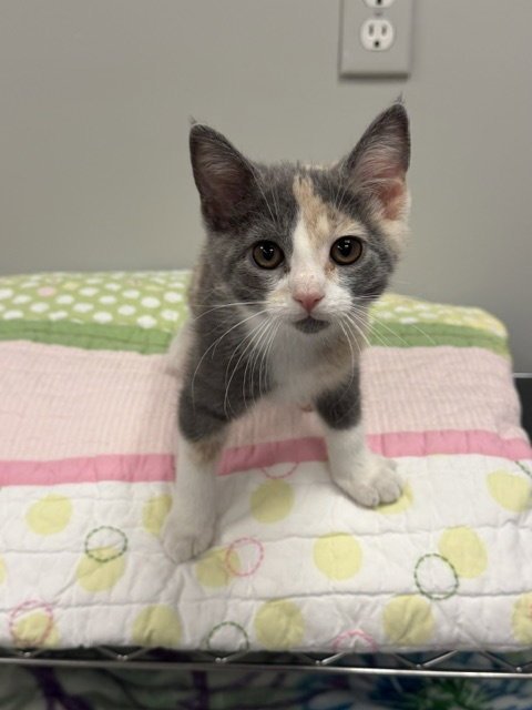 BAMBI - Domestic Short Hair available for adoption