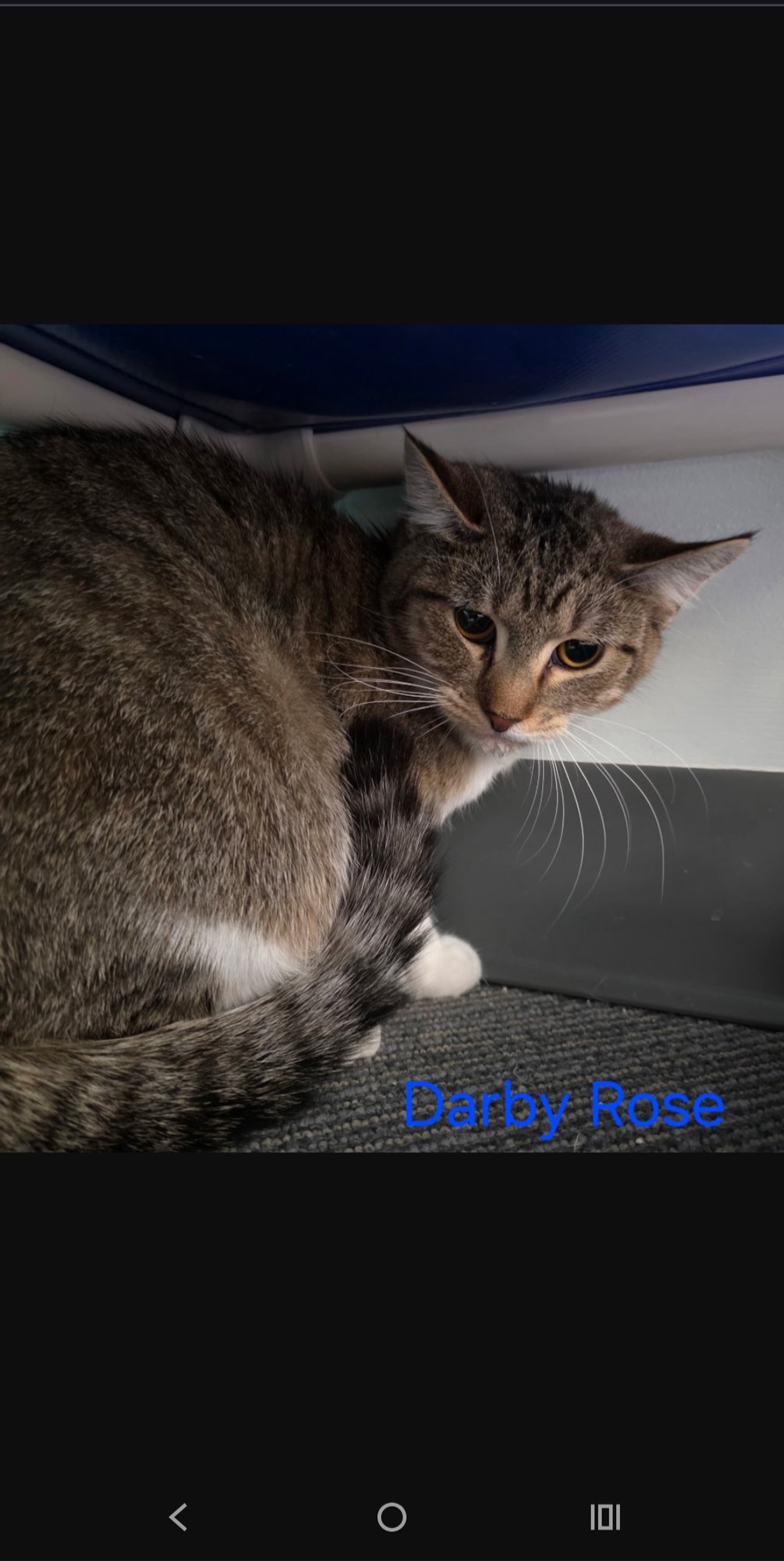 DARBY ROSE - Domestic Short Hair available for adoption