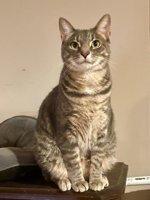 MERRY - Domestic Short Hair available for adoption