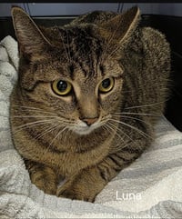 Luna - Photo 4