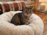 Luna - Photo 3