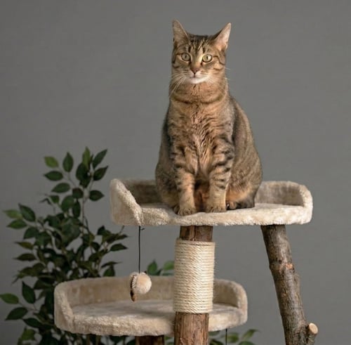 LUNA - Domestic Short Hair available for adoption
