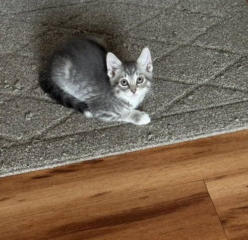 VIOLET - Domestic Short Hair available for adoption
