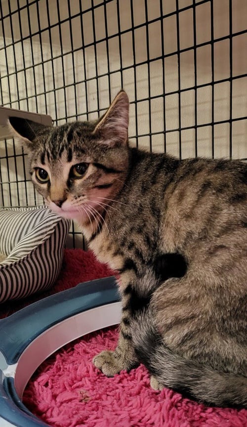 BUSTOPHER JONES - Domestic Short Hair available for adoption