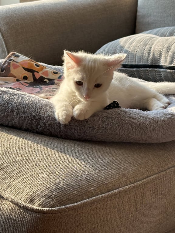 Sir Ilya Meowzanov Image