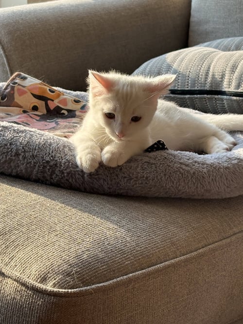 SIR ILYA MEOWZANOV - Domestic Short Hair available for adoption