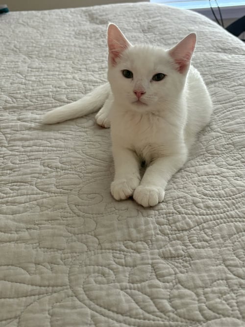 SIR ILYA MEOWZANOV - Domestic Short Hair available for adoption