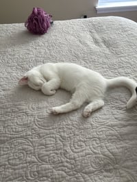 Sir Ilya Meowzanov - Photo 3