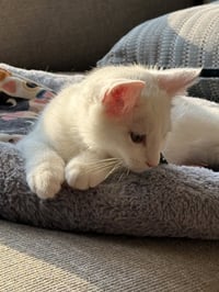Sir Ilya Meowzanov - Photo 4