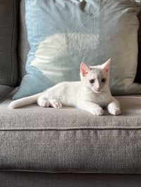 Sir Ilya Meowzanov - Photo 5