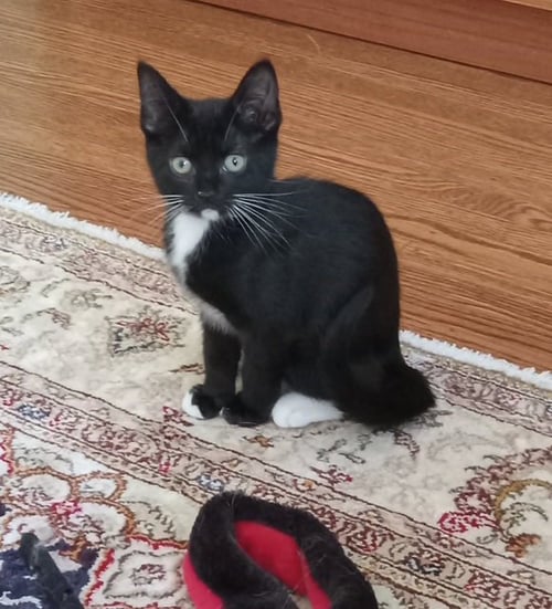 HOAGIE - Domestic Short Hair available for adoption