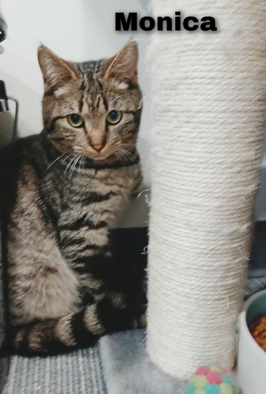 Monica Image