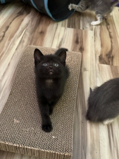 DAHLIA - Domestic Short Hair available for adoption