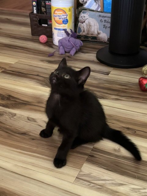 DAHLIA - Domestic Short Hair available for adoption