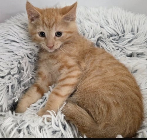 JETT - Domestic Short Hair available for adoption