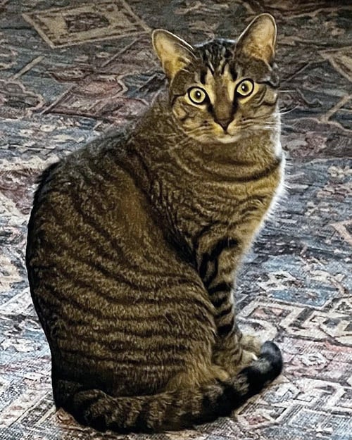 HARLEY - Domestic Short Hair available for adoption