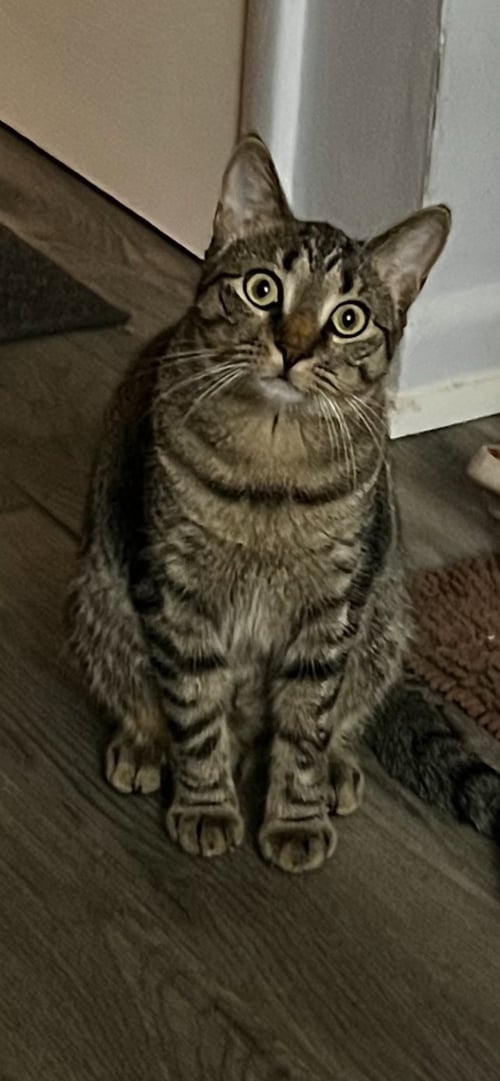 HARLEY - Domestic Short Hair available for adoption