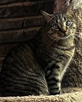 Harley - Photo 4