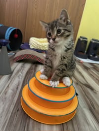 Koa - Photo 2