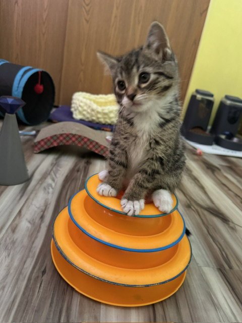 KOA - Domestic Short Hair available for adoption