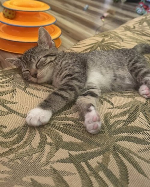 KOA