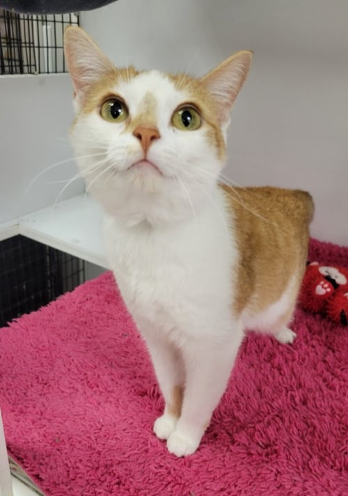 HONEY - Domestic Short Hair available for adoption