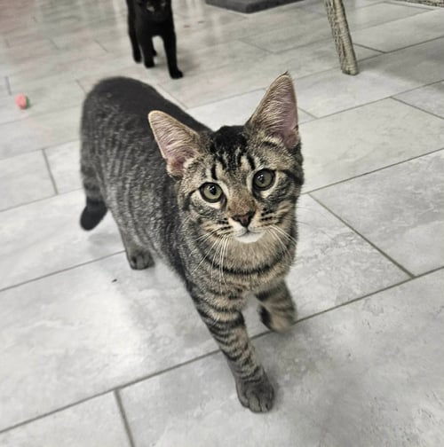 KAZ - Domestic Short Hair available for adoption