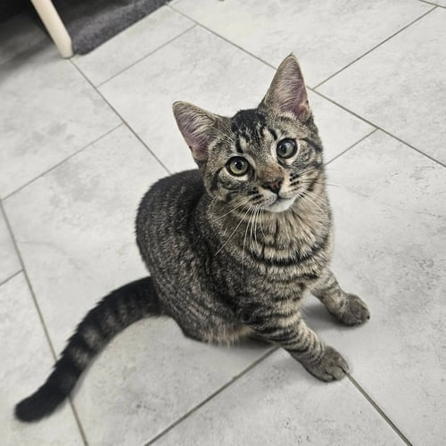 KAZ - Domestic Short Hair available for adoption