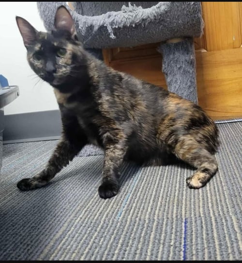BERLIOZ-SPECIAL NEEDS CH - Domestic Short Hair available for adoption
