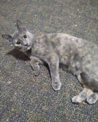AshFur - Photo 2