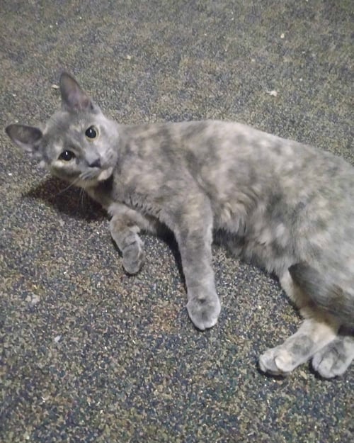 ASHFUR - Domestic Short Hair available for adoption