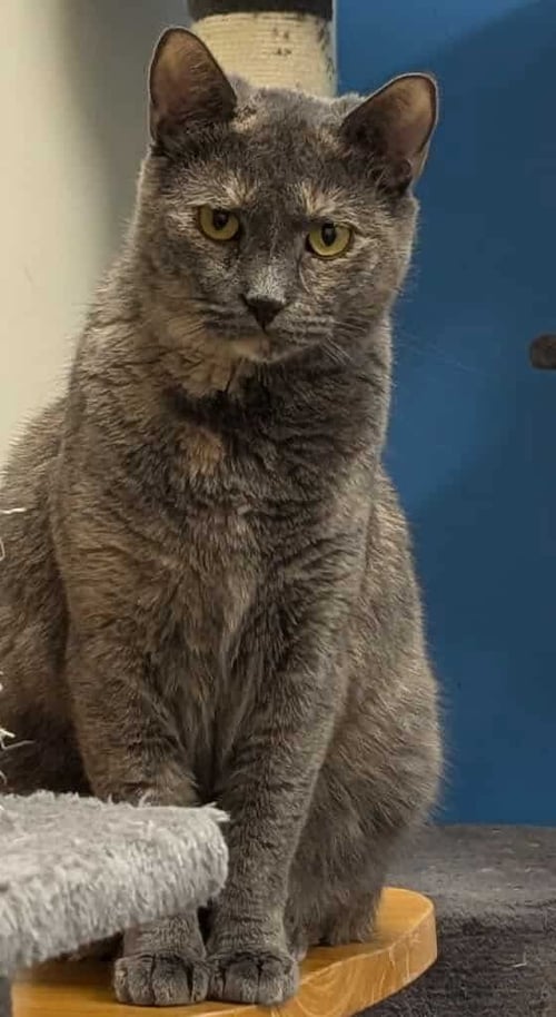 ASHFUR - Domestic Short Hair available for adoption