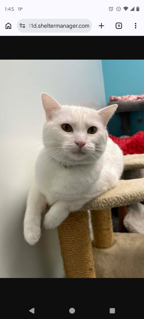 AZRA - Domestic Short Hair available for adoption