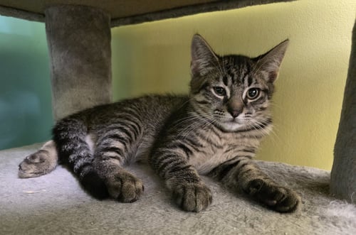 RALPH - Domestic Short Hair available for adoption