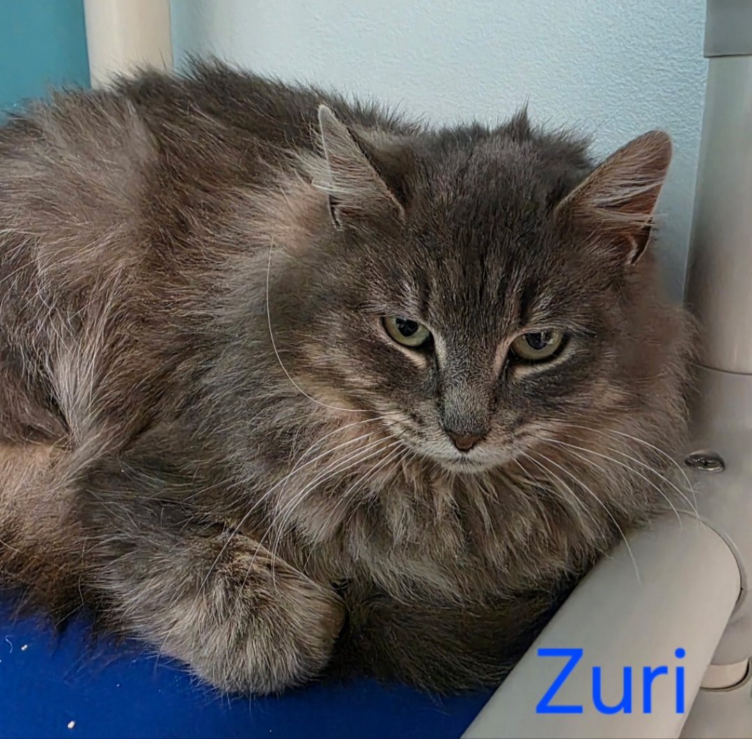 ZURI - Domestic Medium Hair available for adoption