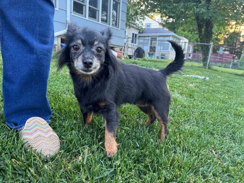 LOUIE - Chihuahua available for adoption