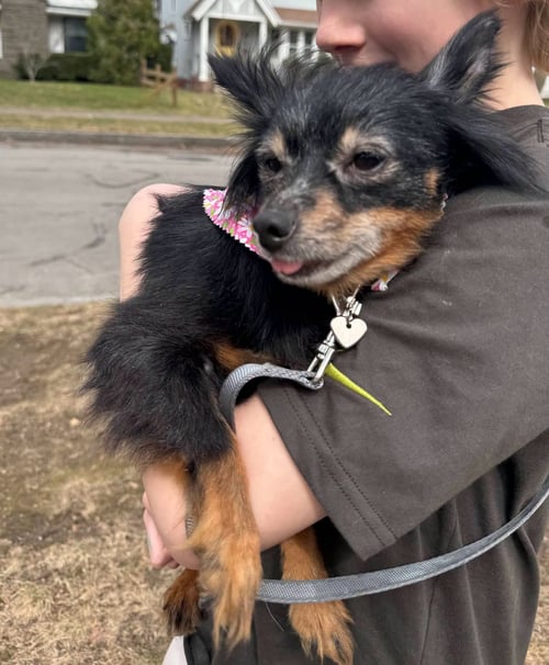 LOUIE - Chihuahua available for adoption