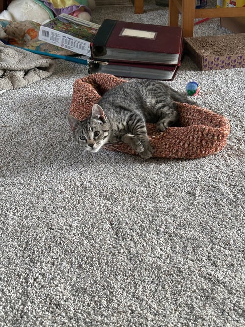 BENNY - Domestic Short Hair available for adoption
