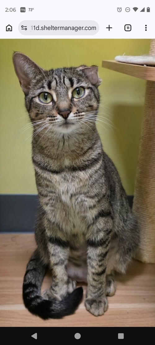 SADIE - Domestic Short Hair available for adoption