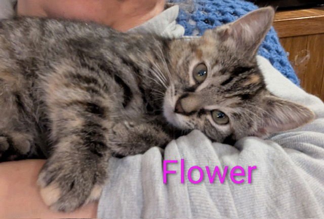 FLOWER POWER - Domestic Short Hair available for adoption