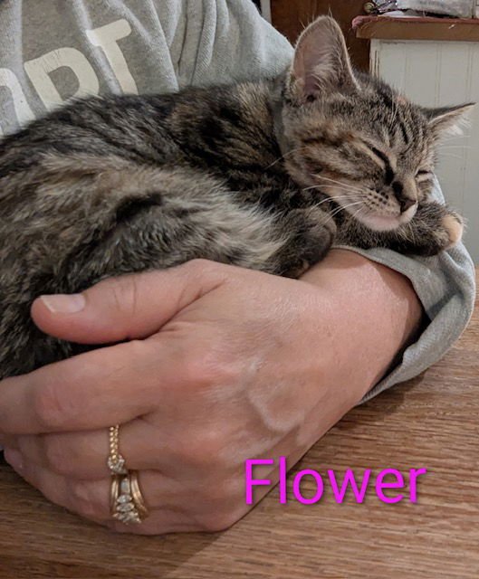 FLOWER POWER - Domestic Short Hair available for adoption
