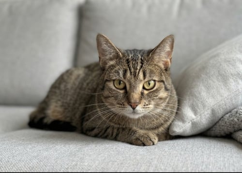 ROTINI - Domestic Short Hair available for adoption
