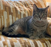 Rotini - Photo 4