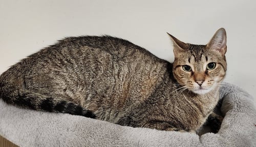 ZIGGY - Domestic Short Hair available for adoption