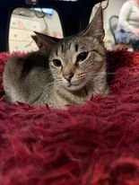 ZIGGY - Domestic Short Hair available for adoption