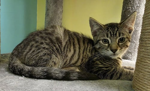 WALTER - Domestic Short Hair available for adoption