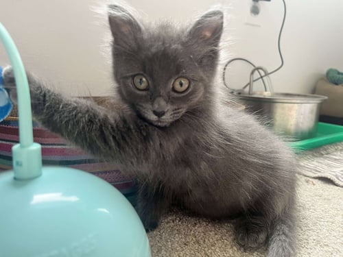 BELLATRIX - Domestic Short Hair available for adoption
