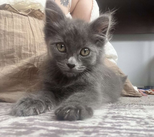 Bellatrix Image
