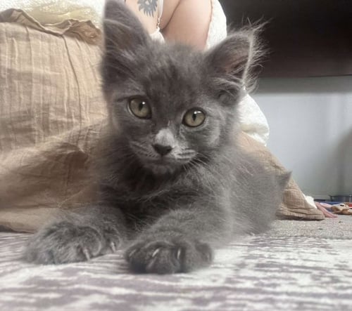 BELLATRIX - Domestic Short Hair available for adoption